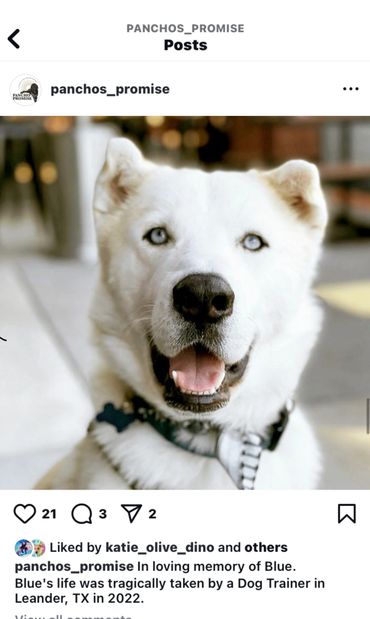 The PET Movement : Pets Are Family Unite voices to advocate Animal Rights Law reform, Dogs