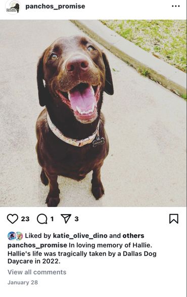 The PET Movement : Pets Are Family Unite voices to advocate Animal Rights Law reform