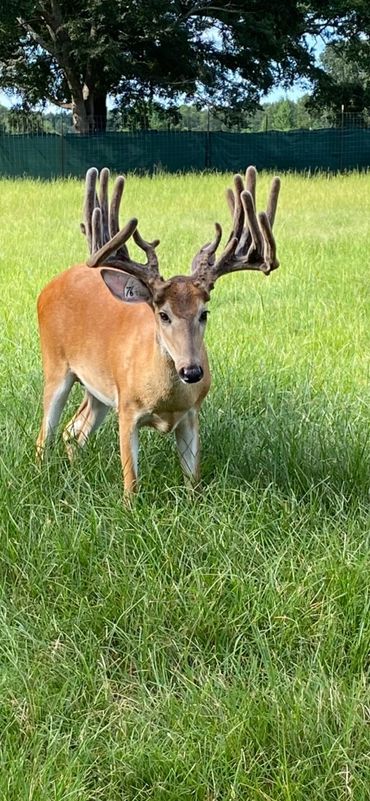 Louisiana Trophy Whitetail Deer