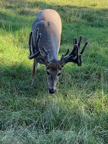 Louisiana Trophy Whitetail Deer
