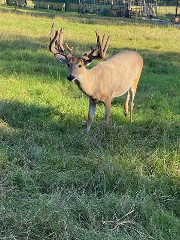Louisiana Trophy Whitetail Deer