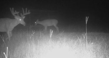 Louisiana Whitetail Deer Hunting