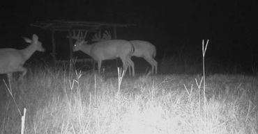 Louisiana Whitetail Deer Hunting