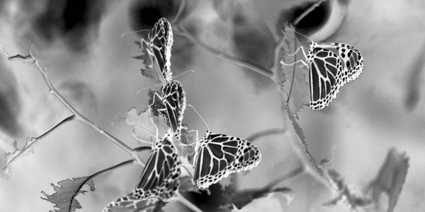 Black and White butterflies by the artist deprise