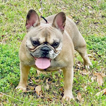 blue fawn, lilac with tan points, exotic color puppies available