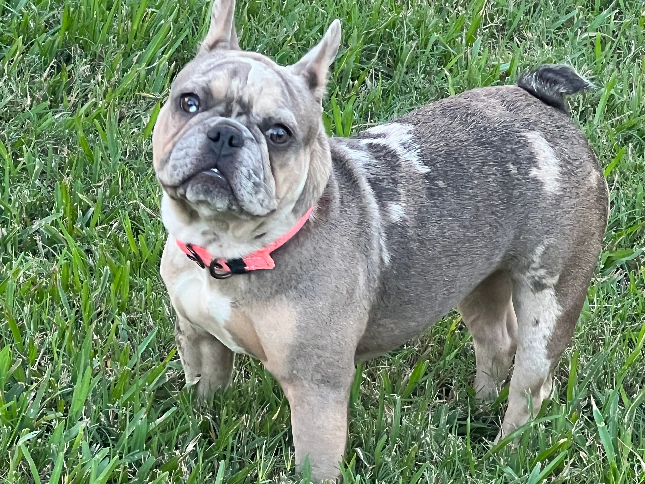 Blue merle female