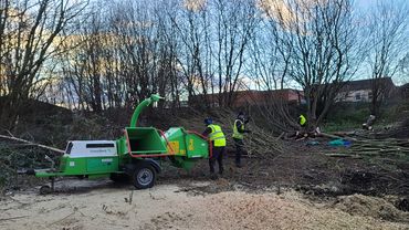 tree mulching service near me