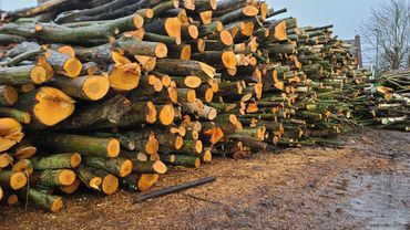 Best tree felling services company in West Midlands or near me