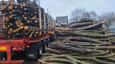 logs and tree stump and chipping services in Birmingham
