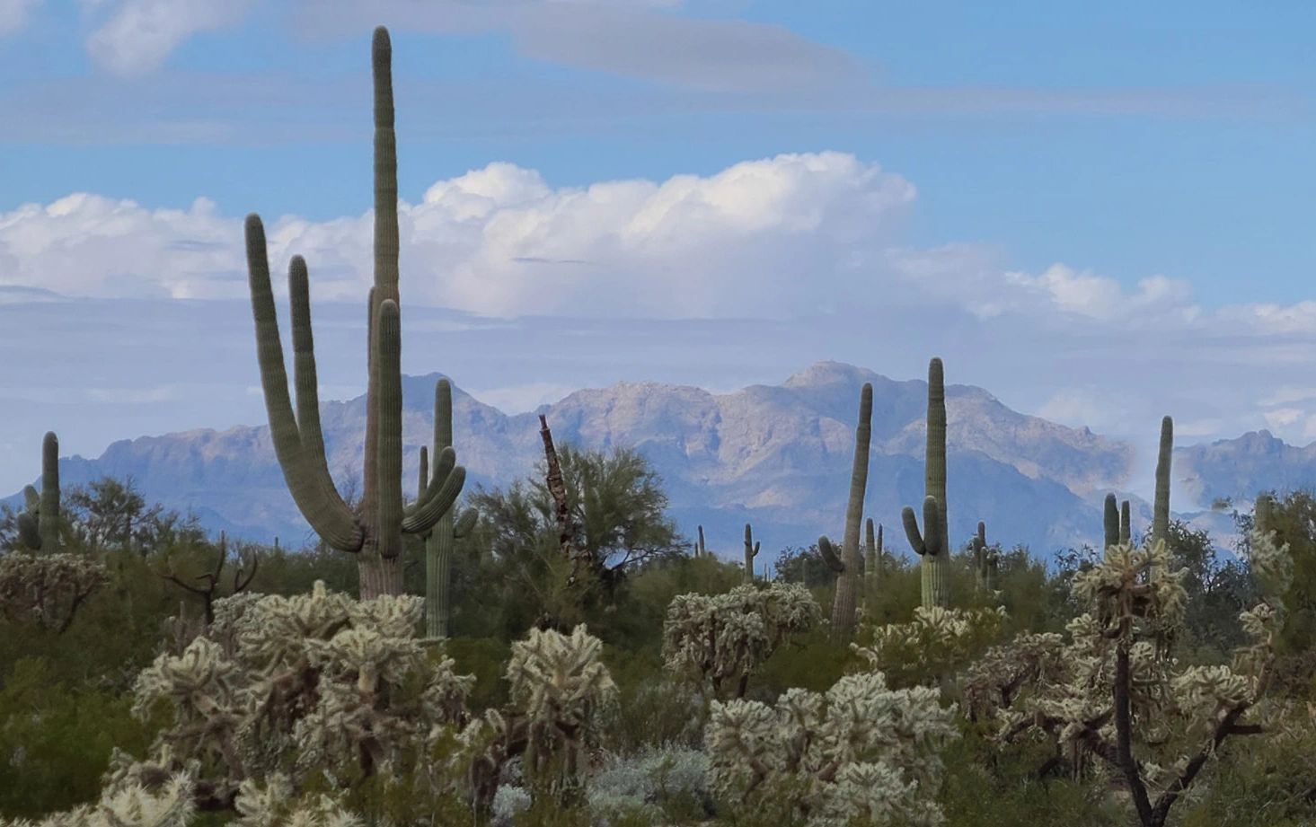 An area of the southwest of cactus, some in bloom, with mountains in the distance.