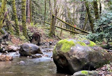 A peaceful forest stream with moss-covered rocks and trees.