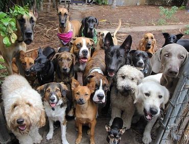 A diverse group of various dog breeds gathered closely together outdoors.