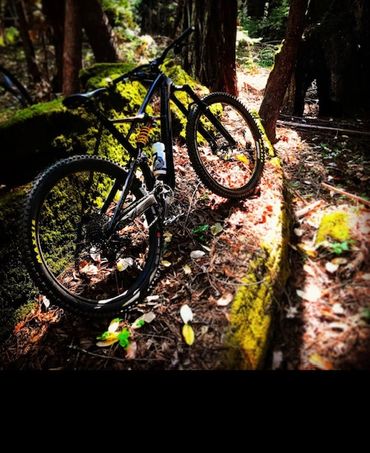 A mountain bike resting on a moss-covered rock in a forest.