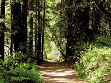 A sunlit forest path surrounded by tall trees and lush greenery.