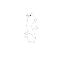 Salamander Creations