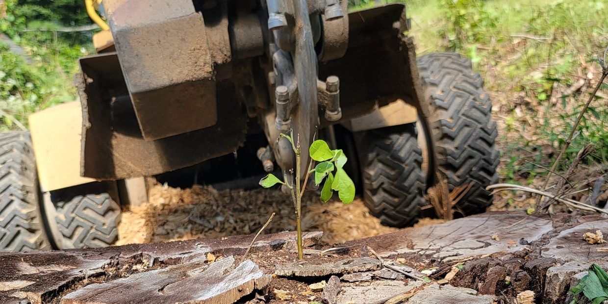 Stump getting ready to be removed from a Pittsburgh Home. Sapling Tree Service in North Hills