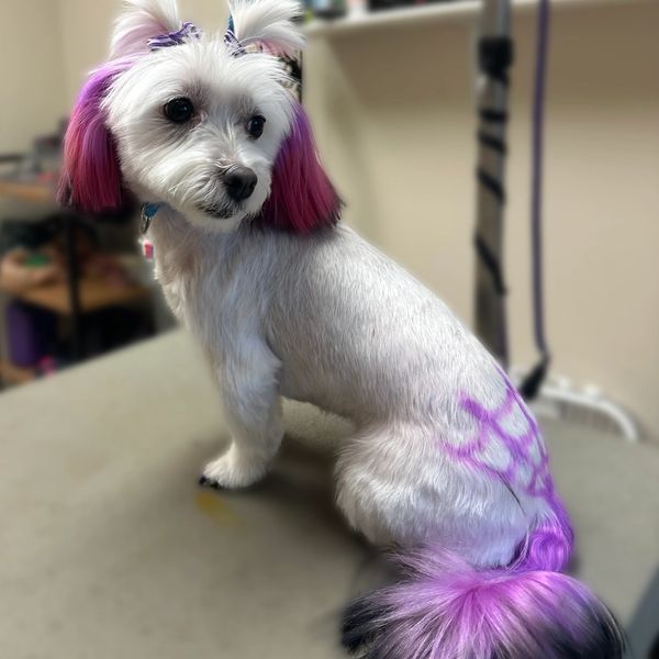 Small white dog with purple-dyed ears, tail, and painted design on its back.