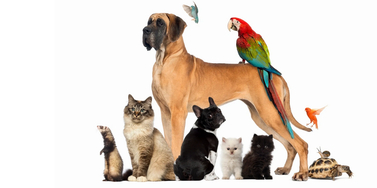 stock photo of various animals