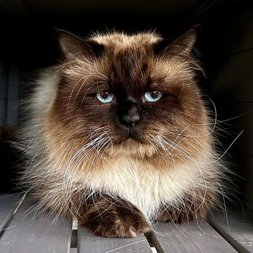 BEST Siberian cattery near me 
KITTENS available for adoption