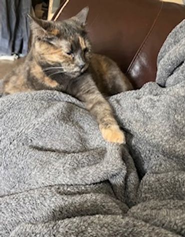 A tortoiseshell cat resting on a gray blanket on a couch.