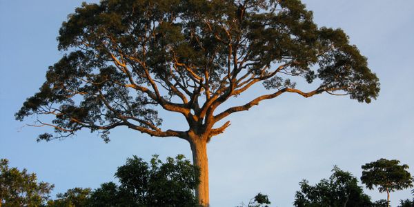 Kapok tree image