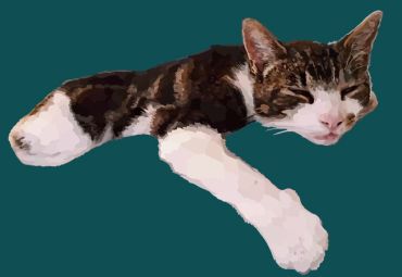 Sleeping cat with extended paws on a dark teal background.