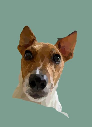 Close-up of a curious dog on a green background.