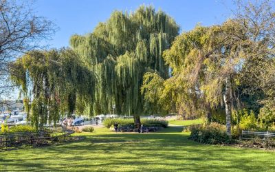 A lush park with large willow trees and green grass under a clear blue sky.