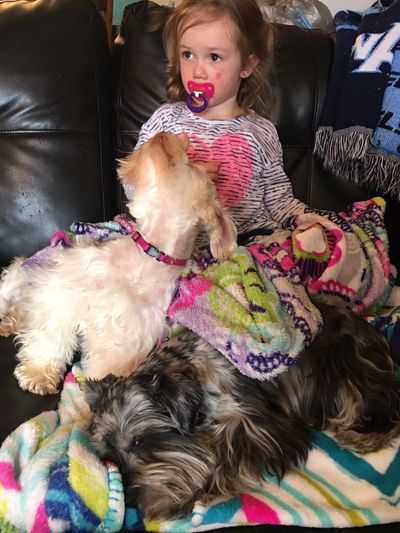 miniature schnauzers love children when they are socialized with them, great family dogs!
