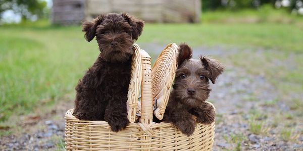 liver miniature schnauzer puppies in a picnic basket