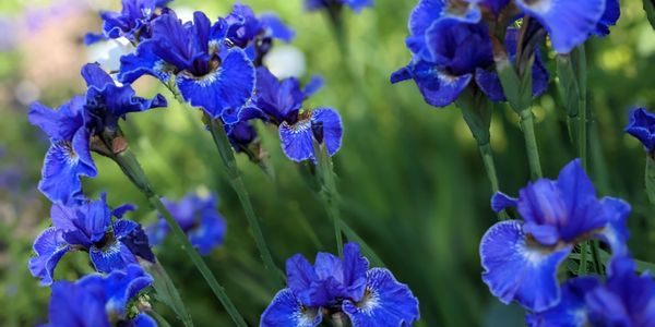 Wide range of Siberian Iris available to buy online today!