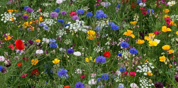 Grow a wildlife meadow with wildflower seeds from The Manic Botanic - Free Shipping on Seed Orders!