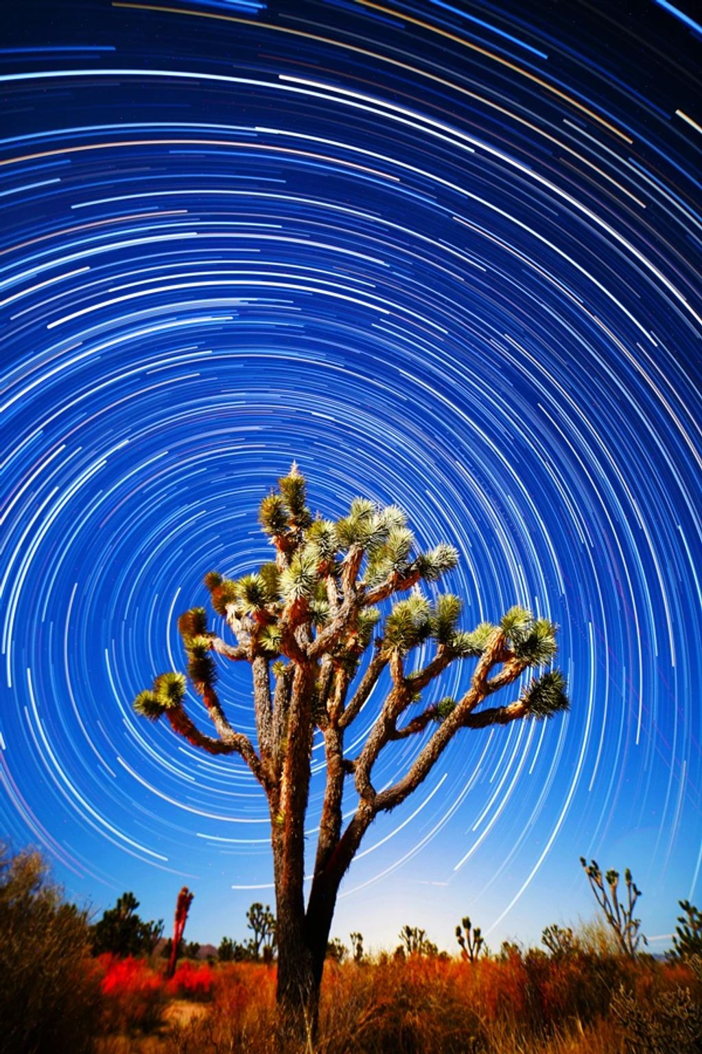 Star trails over a Joshue Tree image captured with Canon 6D and 14mm lens in California