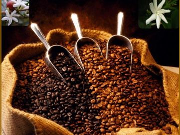 Three scoops of coffee beans in a burlap sack with coffee flowers inset.