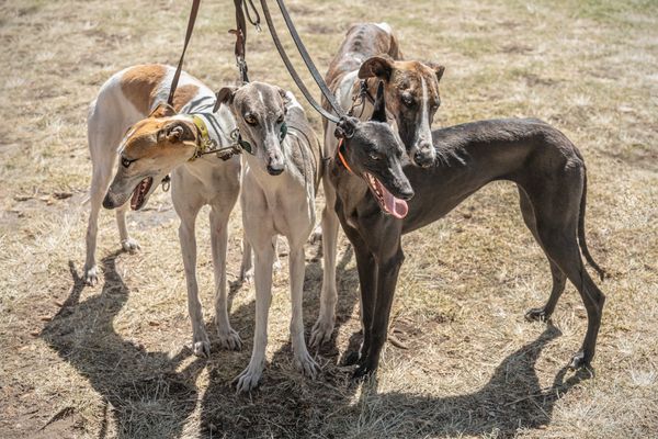Four Galgo Español dogs on leashes, standing on dry grass, panting in the sun
