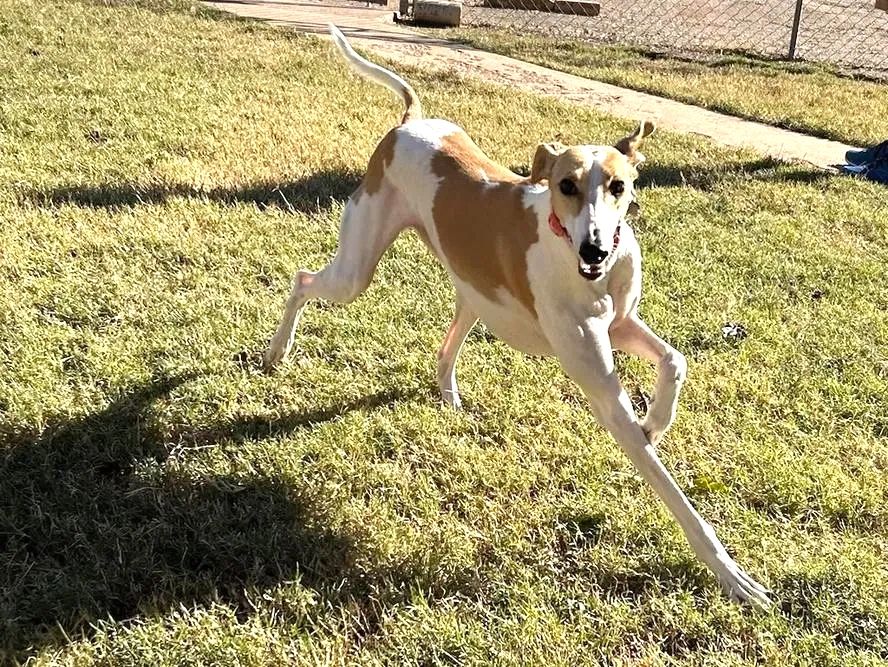 A white greyhound dog running and stretching its legs in a grassy area.