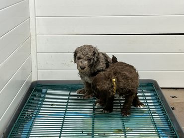 Potty/House Trained Puppies