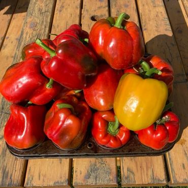 Peppers from O'Brienview Organic Farm