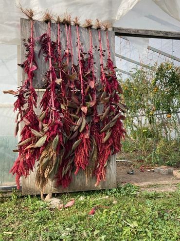 Ameranth drying at O'Brienview Farm's greenhouse