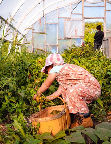 O'Brienview farm helping hands picking peppers in greenhouse