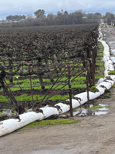 Groundwater Recharge on vineyards in Omochumne Hartnell Water District