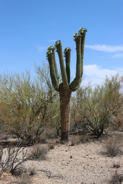 Tall saguaro cactus with multiple arms in a desert landscape under a clear blue sky.