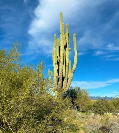 Tall saguaro cactus under a bright blue sky in a desert landscape.
