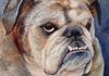 "Bella the Beautiful"  Pet portraits available