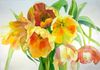 Tulips a la Anne Abgott