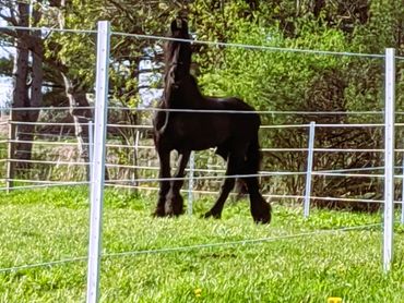 timeless fence, horse fence, livestock fence