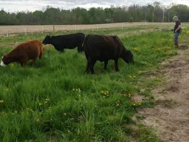 timeless fence, horse fence, livestock fence