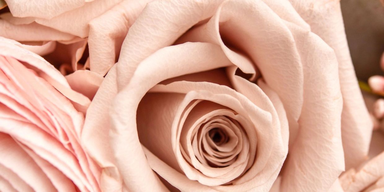 Close-up of delicate pale pink rose petals in full bloom.