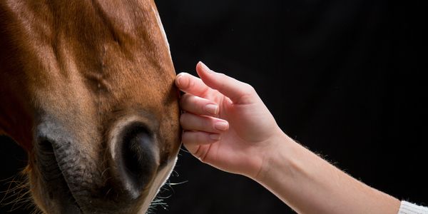 Equine Aromatherapy products for horses helps restore your horse health and improve performance