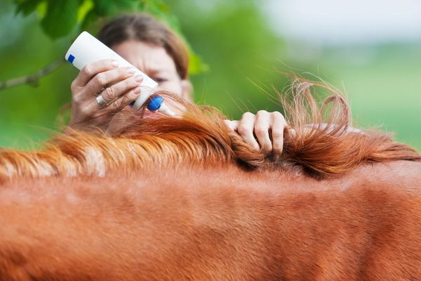 Bellerophon Equine Aromatherapy Products. Aromatherapy for Horses. Bellerophon's Peppermane Treat
